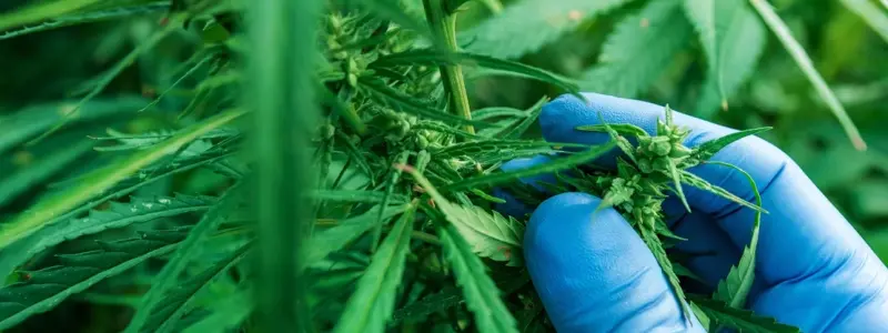 cannabis.jpg
