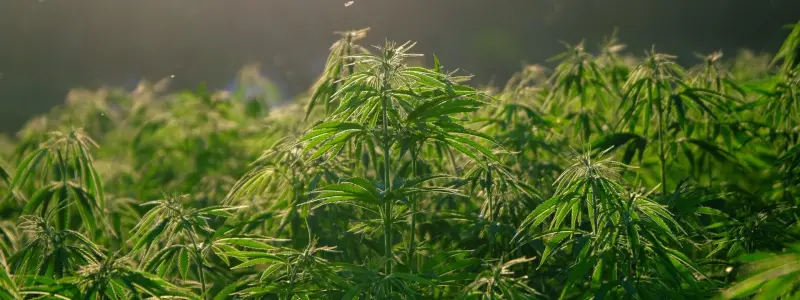 hemp-5675705-1920x1280.jpg