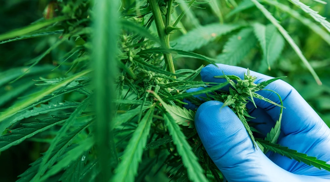 cannabis.jpg