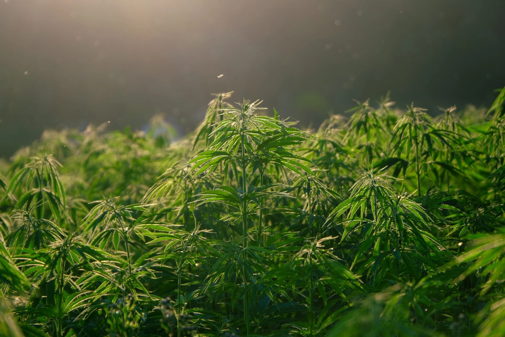 hemp-5675705-1920x1280.jpg