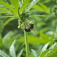 abeja en cultivo de cáñamo - hempnova-3276x2457.jpg