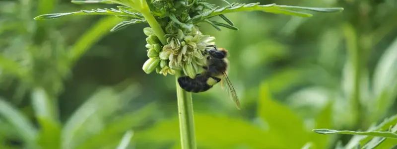 abeja en cultivo de cáñamo - hempnova-3276x2457.jpg