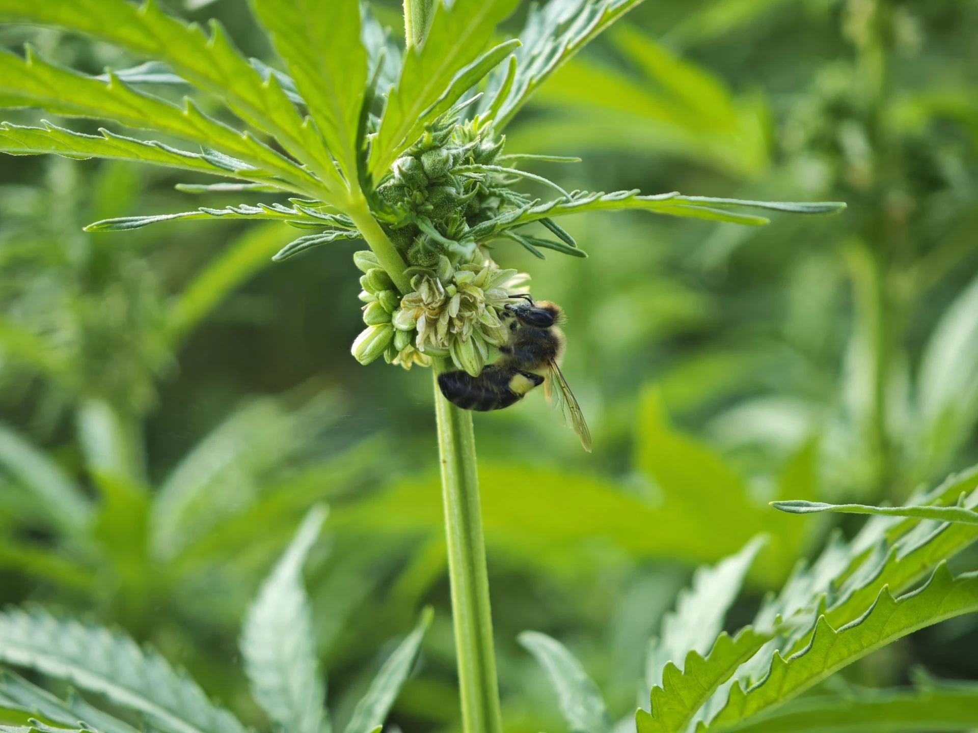 abeja en cultivo de cáñamo - hempnova-3276x2457.jpg